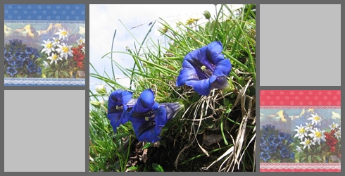 Alpenblumen