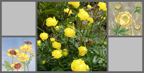 Blumenmix