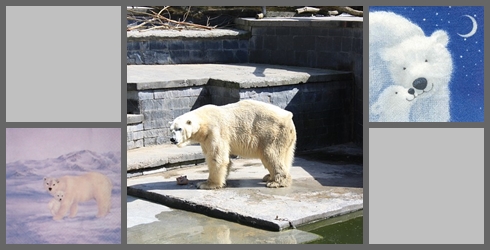 Eisbären
