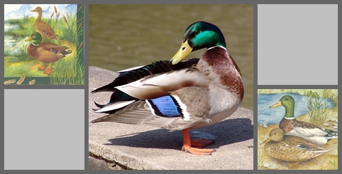 Enten