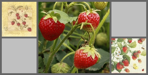 Erdbeeren