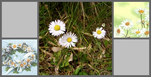 Gänseblümchen