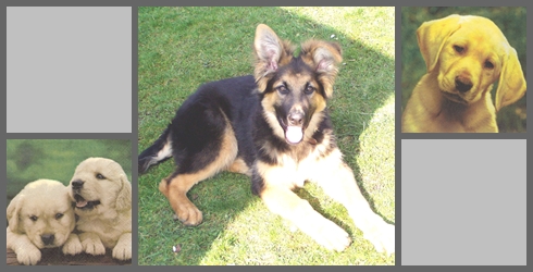 Hunde