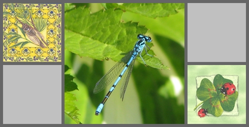 Insektenmix