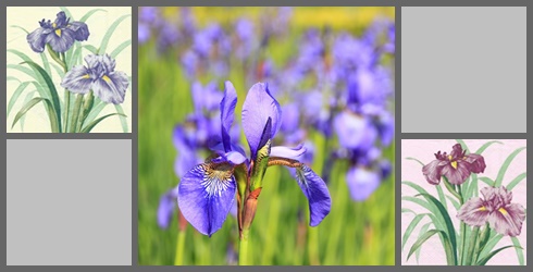Iris