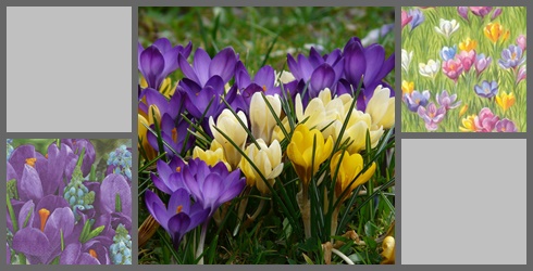 Krokus
