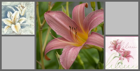 Lilien
