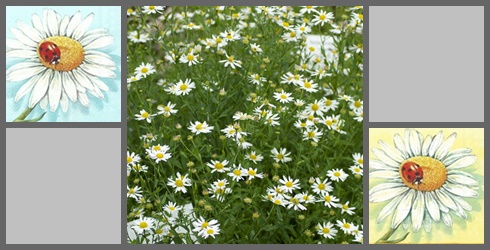 Margeriten
