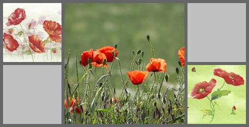 Mohnblumen