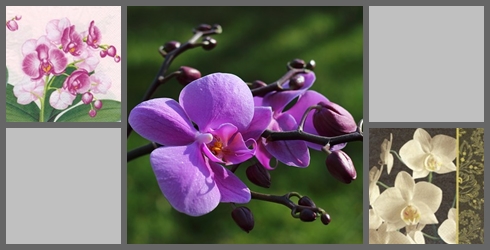 Orchideen