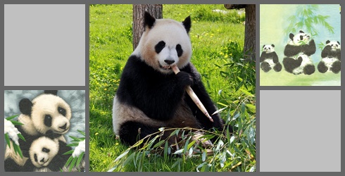 Pandabären