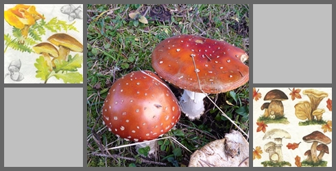 Pilze