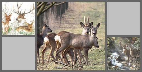 Rehe_Hirsche