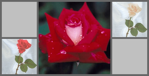Roses