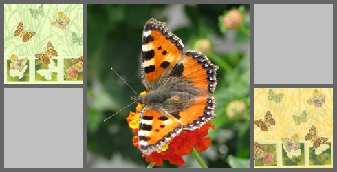 Schmetterlinge