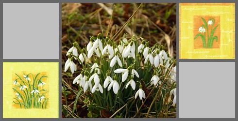 Schneeglöckchen
