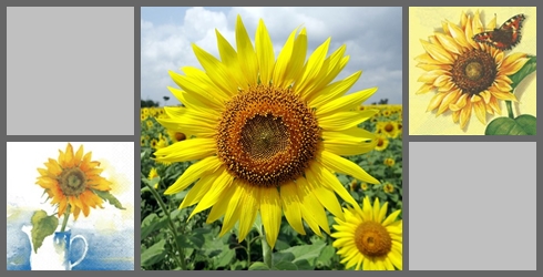 Sonnenblumen