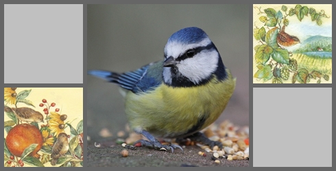 Vögel